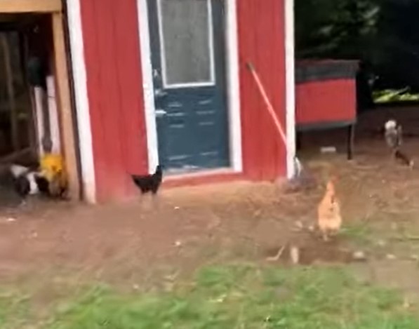 (VIDEO) STOČAR OTVORIO VRATA OD KOKOŠINJCA I OSTAO U ČUDU Nije mogao da vjeruje ko se uselio unutra