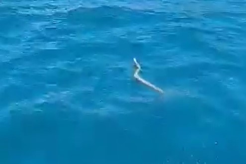 (VIDEO) ZMIJA ZAPLIVALA U NEUMSKOM ZALIVU Ribar je uhvatio pomoću željezne šipke