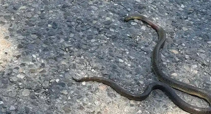 IMA UČESTALE "POVREDE NA RADU" Najezda zmija otrovnica u Trebinju: Radnik objasnio kako izgleda njihovo uklanjanje