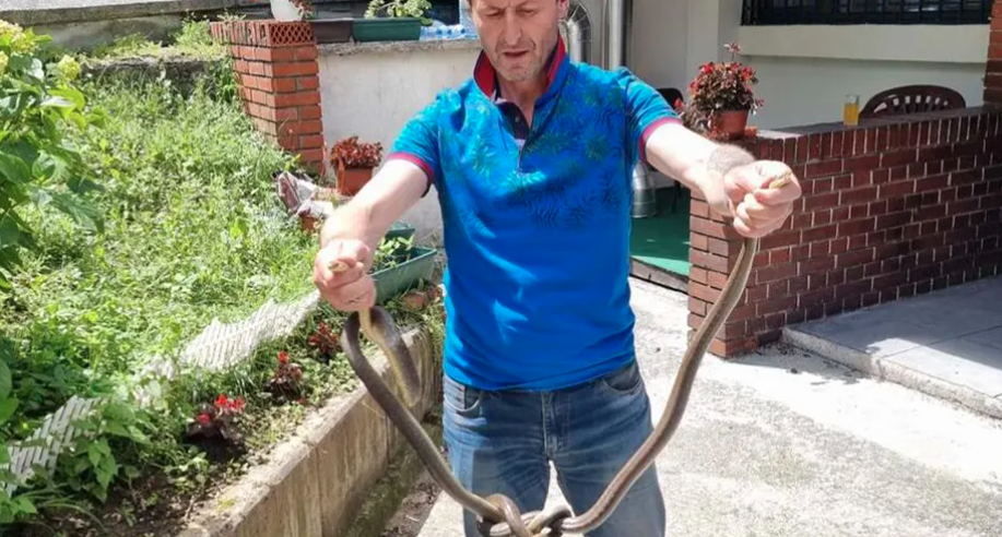 UŽIČKI HVATAČ ZMIJA Iskustvo hrabrog Arsenija: Hvata gmizavce i vraća ih u prirodno stanište