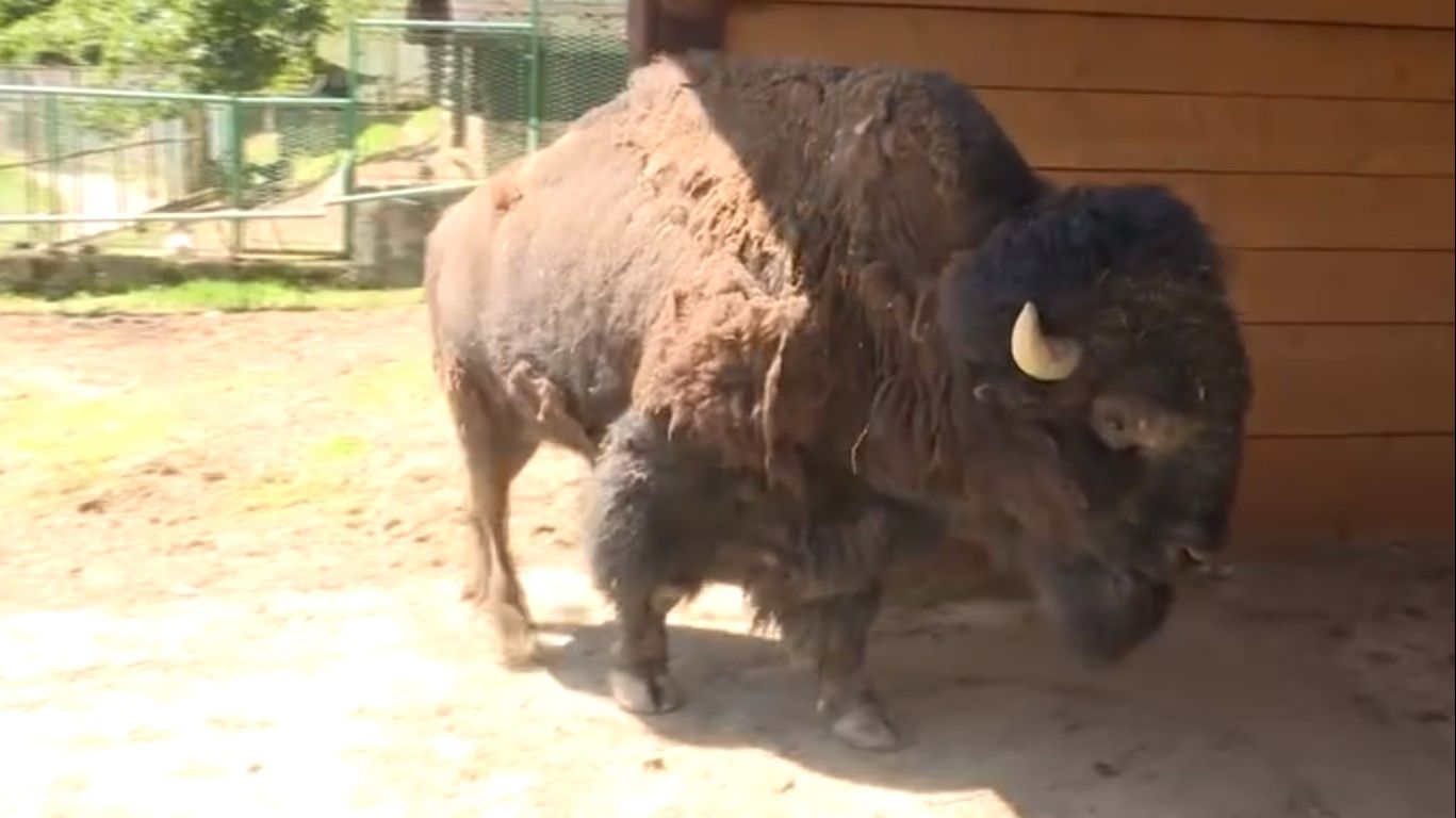 SVADBA U ZOO VRTU U SARAJEVU Bizon Ivan uskoro dobija partnericu