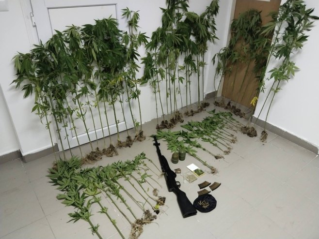AKCIJA "PLANTAŽA 2024" Uhapšen Banjalučanin, pronađeni indijska konoplja i oružje u Laktašima