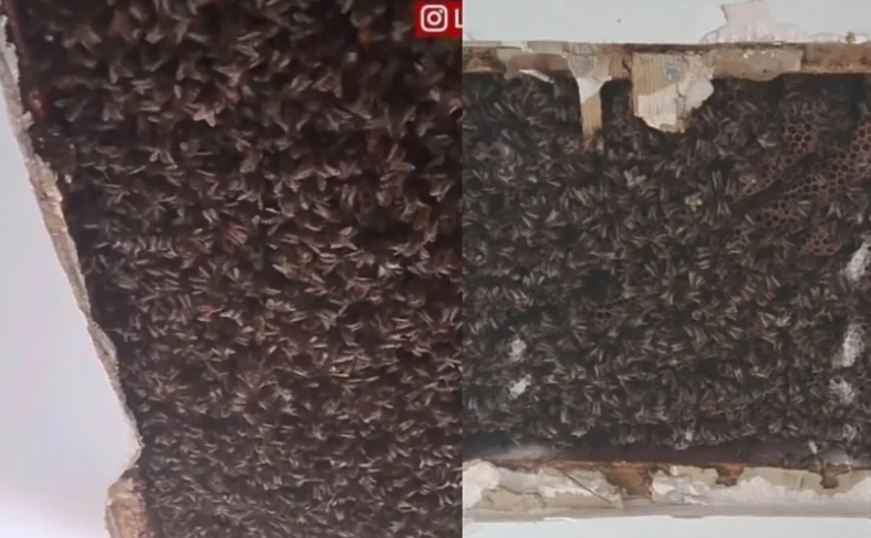(VIDEO) PORODICA OSTALA U ŠOKU Čuli misteriozne zvukove iz plafona, otkrili ogromnu košnicu