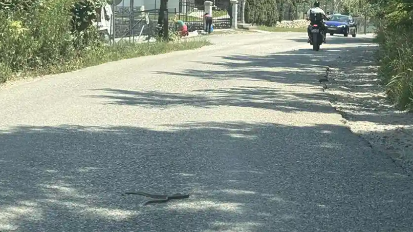 (FOTO) VELIKA ZMIJA NA ULICI U BANJALUCI Građani sve češće "na asfaltu" sreću ove gmizavce: Izmamile ih visoke temperature