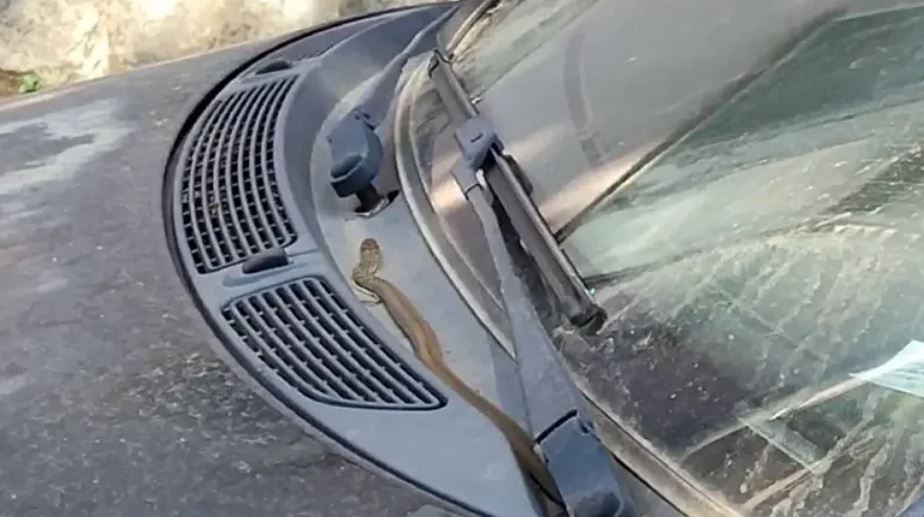 (VIDEO) DRAMA U TREBINJU Zmija gmiže po automobilu u centru grada, građani šokirani