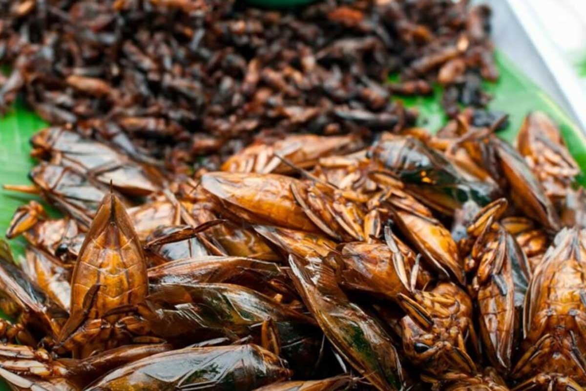 SVIJET POLUDIO ZA INSEKTIMA Cvrčci i skakavci glavni specijaliteti u restoranima