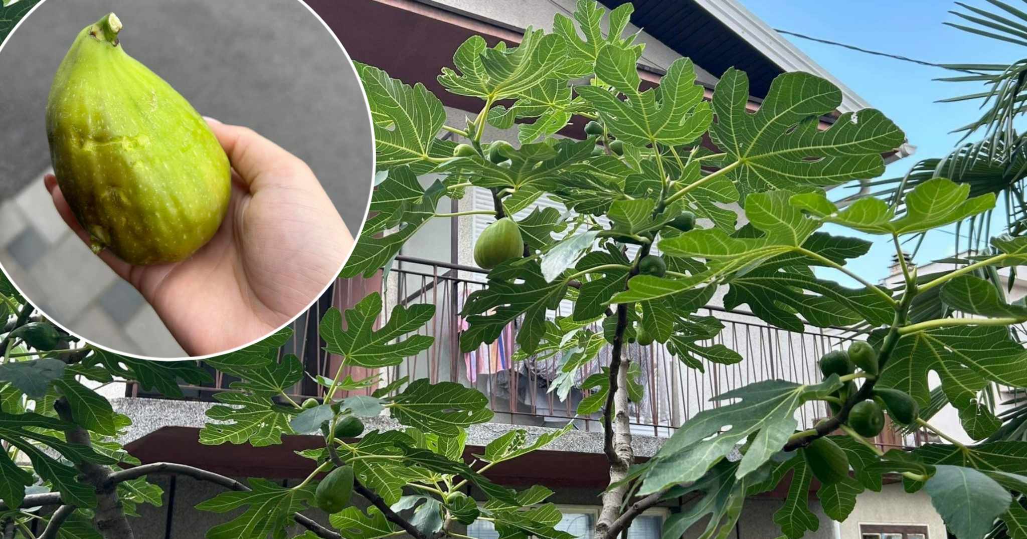 (FOTO) ČIKA DRAGINIM SMOKVAMA NI NEVRIJEME NE MOŽE NIŠTA U centru Banjaluke rađaju kao na obali Jadrana, preživjele i grad