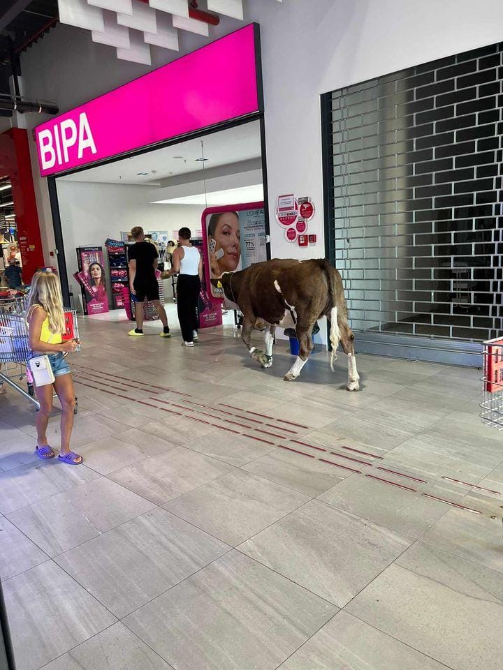 (FOTO) "KAD TI PONESTANE MLIJEKA ZA TIJELO" Krava prošetala tržnim centrom, komentari ispod objave samo su se nizali