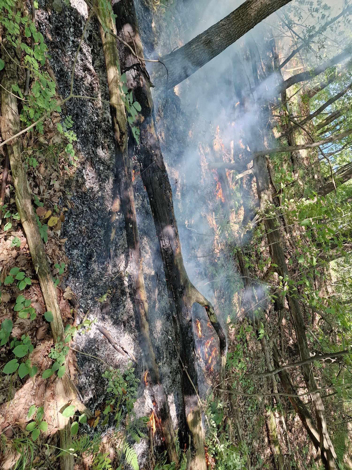 (FOTO) GORI ŠUMA KOD ŽEPČA Požar zahvatio veće područje, vatrogasci na terenu