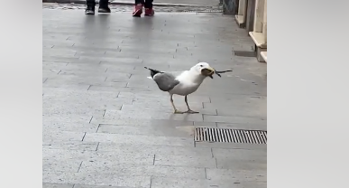 (VIDEO) OVO NIJE ZA ONE SA SLABIM ŽELUCEM Galeb progutao živog pacova