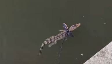 (VIDEO) OVAJ PRIZOR ĆE VAS OSTAVITI BEZ TEKSTA Čovjek šeta krokodila na povocu
