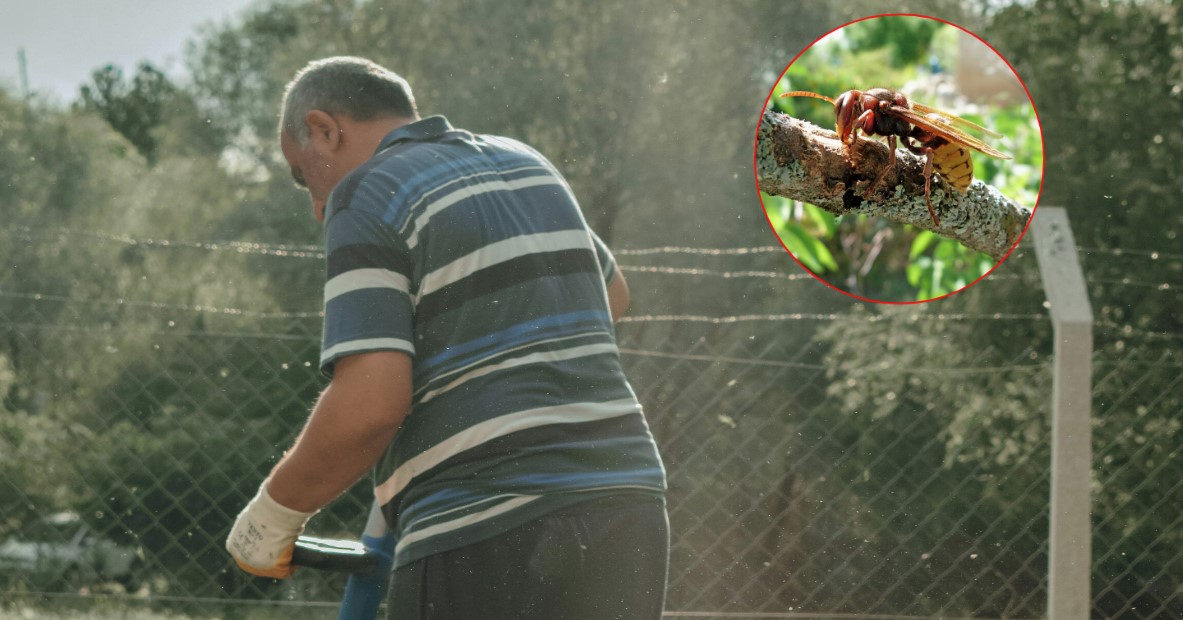 "KAO DA ME NEKO IZ SVE SNAGE UDARIO ČEKIĆEM U GRUDI" Doktor za ALOonline detaljno objasnio šta bi trebalo uraditi kada vas ubode stršljen: Jedna stvar jako bitna