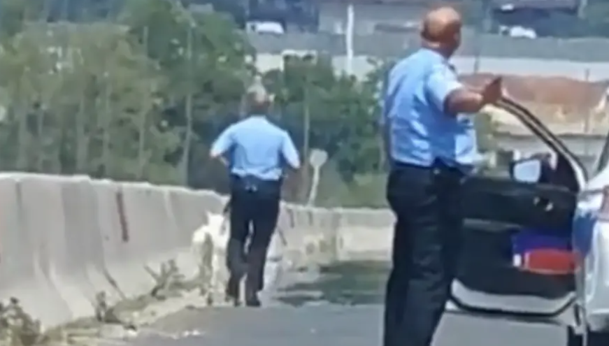 DRAMA KOD LAKTAŠA Koze izletjele na auto-put, policija ih hvata