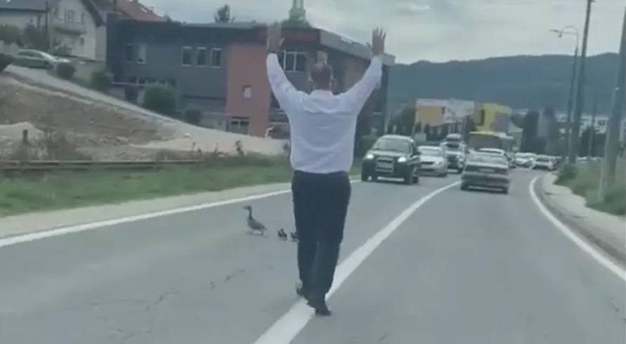 PREDIVAN PRIZOR SA BH. PUTEVA Zaustavio saobraćaj da bi patka i pačići sigurno prešli put