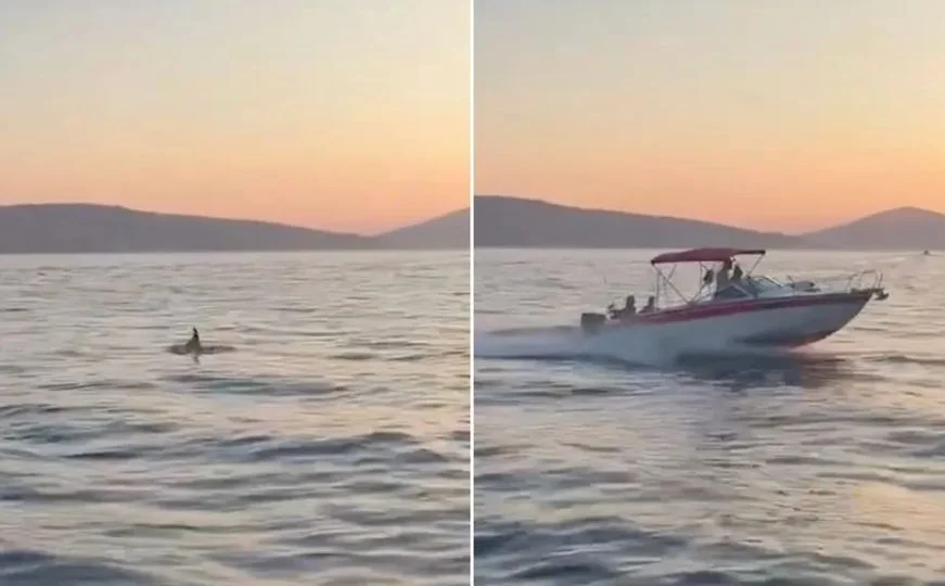 (VIDEO) JEZIV PRIZOR Bahati vozač brodića pregazio delfina