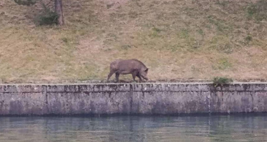 DIVLJA SVINJA PROŠETALA TJENTIŠTEM Nesvakidašnji doček kamperima! "Domaćica" provjerava da li je sve u redu