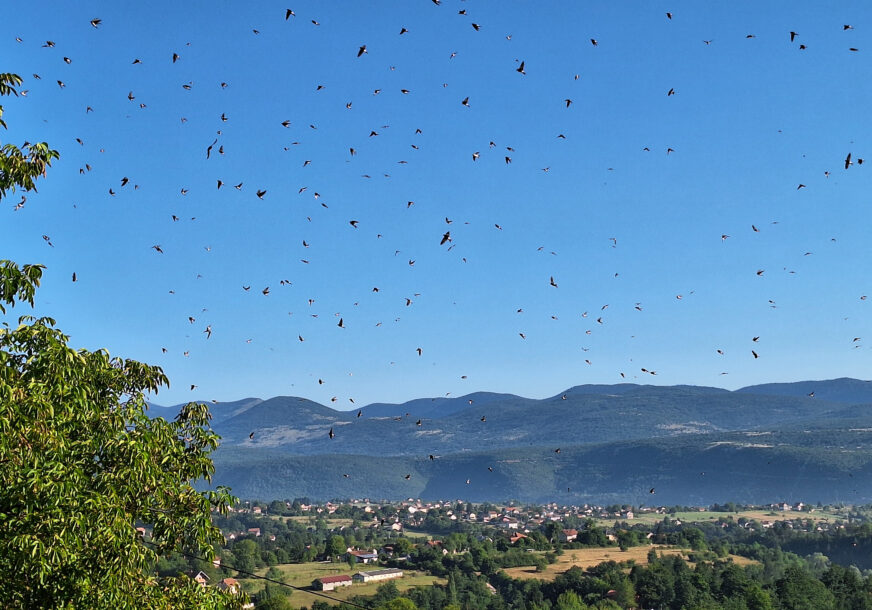 ČUDO IZNAD DRVARA Nebo ukrasilo nekoliko stotina lastavica