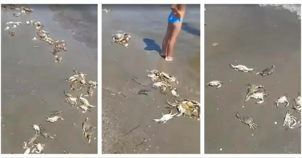POMOR NA JADRANU Nakon invazije plavih rakova, ovakav scenario je začudio mnoge: Pronađeni njihovi ostaci na obali