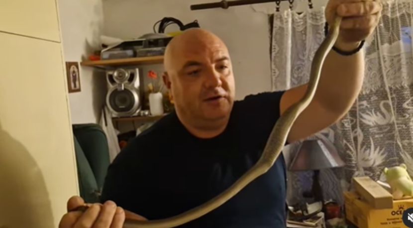 (VIDEO) SNIMAK ZBOG KOJEG ĆETE SE NAJEŽITI! Zmija pojela kanarince, pa se sklupčala u kavezu: Vidi se plijen u njenom tijelu