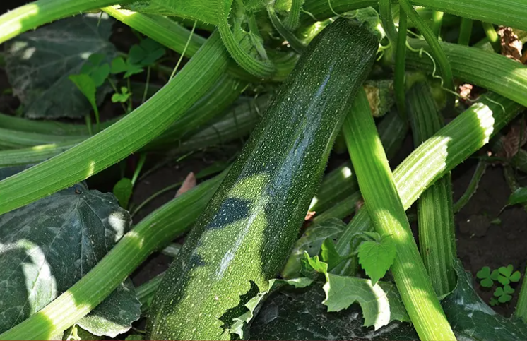 KAKO SE ONA NAŠLA TAMO NIJE ŽELIO DA KAŽE Doktori iz zadnjice farmera izvadili tikvicu dugu 40 centimetara