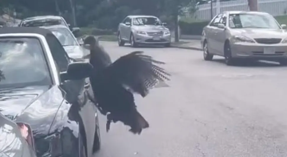NESVAKIDAŠNJI INCIDENT Ćurka napala automobil