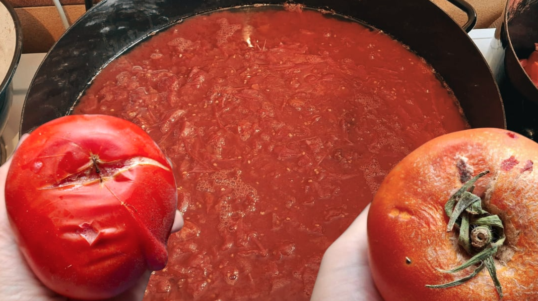 (FOTO) PENZIONERKI NA PIJACI PODVALILI TRULO POVRĆE Banjalučanka kupila 40 kg paradajza, pa pola morala baciti: Izvana crven, a unutra truo, pun korijenja i pjene