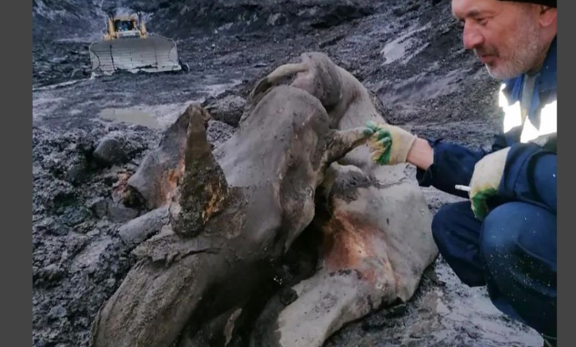 TRAŽILI ZLATO, A ONO ŠTO SU PRONAŠLI IH JE ŠOKIRALO Ruski naučnici otkrili ostatke vrste koja je izumrla prije 10.000 godina