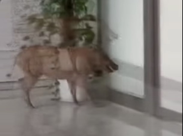 (VIDEO) JEDVA GA OBUZDALI Divlji vepar upao u željezničku stanicu