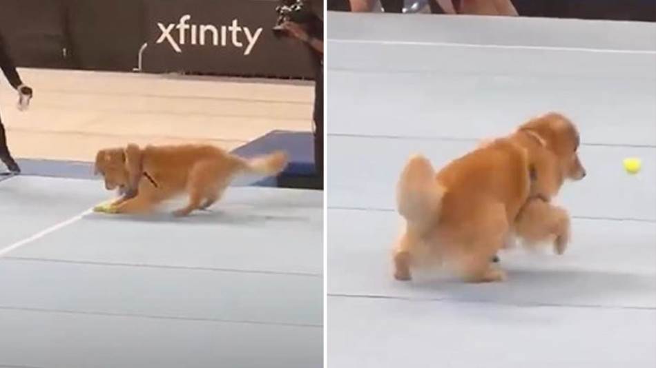 (VIDEO) ZLATO ZA ZLATNOG RETRIVERA Upoznajte psa koji je dio gimnastičarskog tima na Olimpijskim igrama