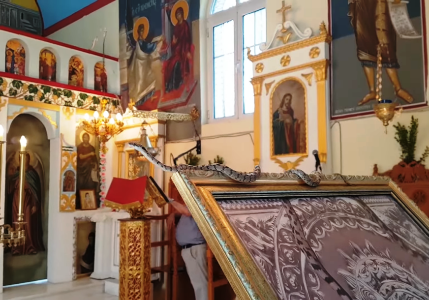 (VIDEO) UMALO TRAGEDIJA UOČI PRAZNIKA Tri muškarca skupljala ''Bogorodičine zmije", pa pokupili i otrovnicu