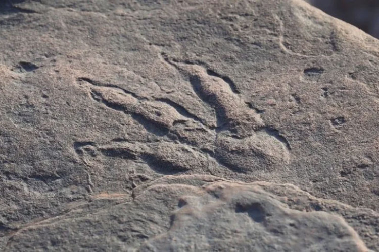 ŠETALA S MAJKOM NA PLAŽI Desetogodišnja djevojčica otkrila otiske stopala dinosaurusa u Velsu