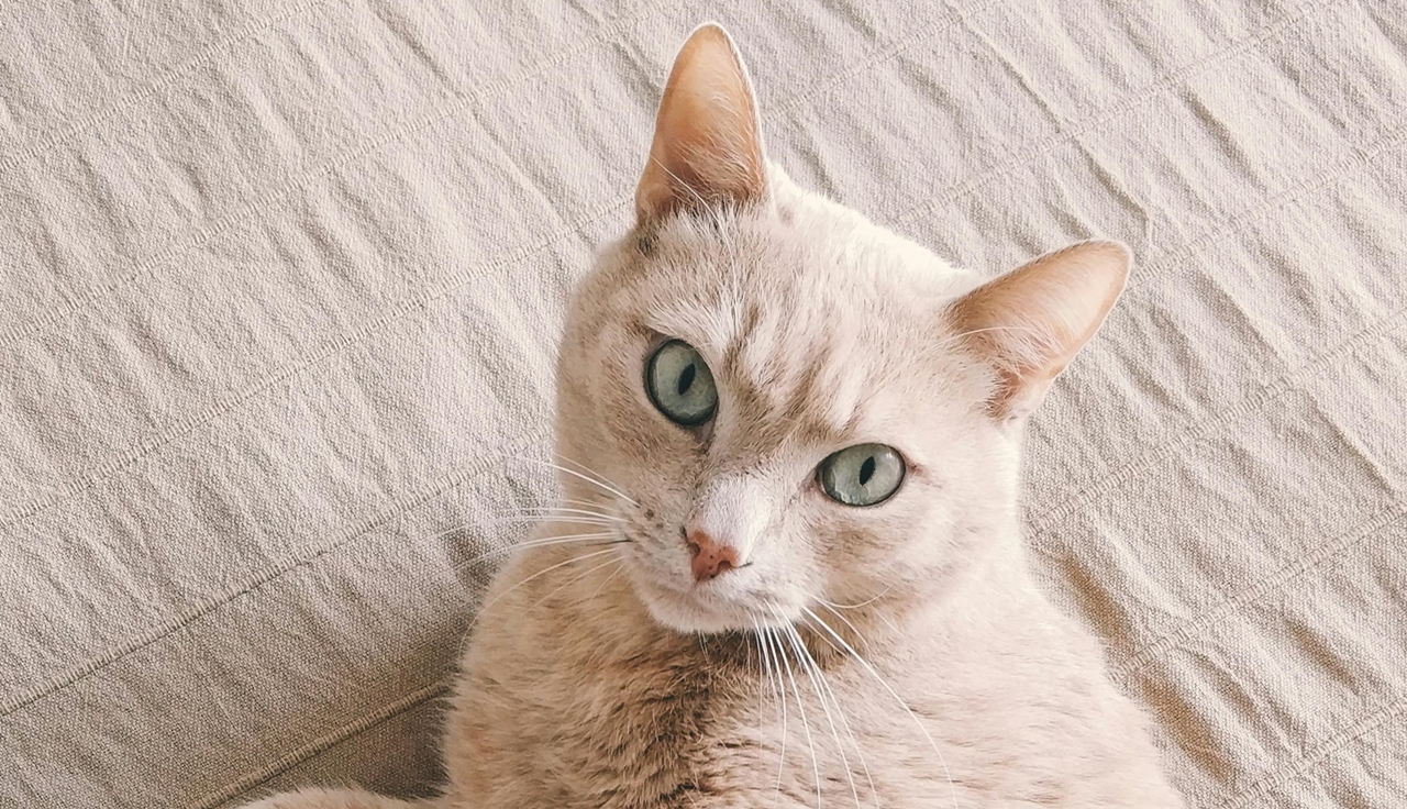 NEPOZNATA MAČKA NA PRAGU Evo šta simbolizuje prema starim vjerovanjima