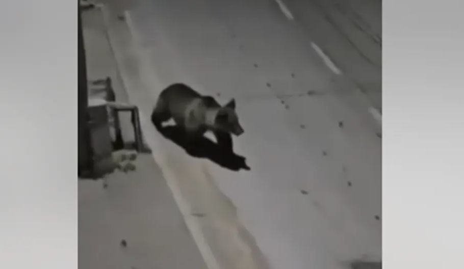 (VIDEO) MEDVJED SE PROŠETAO ULICAMA Mještani Donjeg Vakufa snimili životinju kako kopa po kantama za otpatke