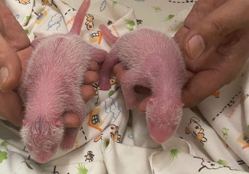 (FOTO) NJIHOVO ROĐENJE JE PRAVO ČUDO Panda Jing Jing stara 19 godina na svijet donijela blizance