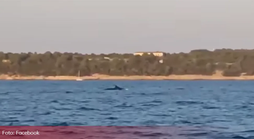(VIDEO) PREDIVAN PRIZOR Kit viđen u Jadranskom moru: Rijedak i značajan događaj