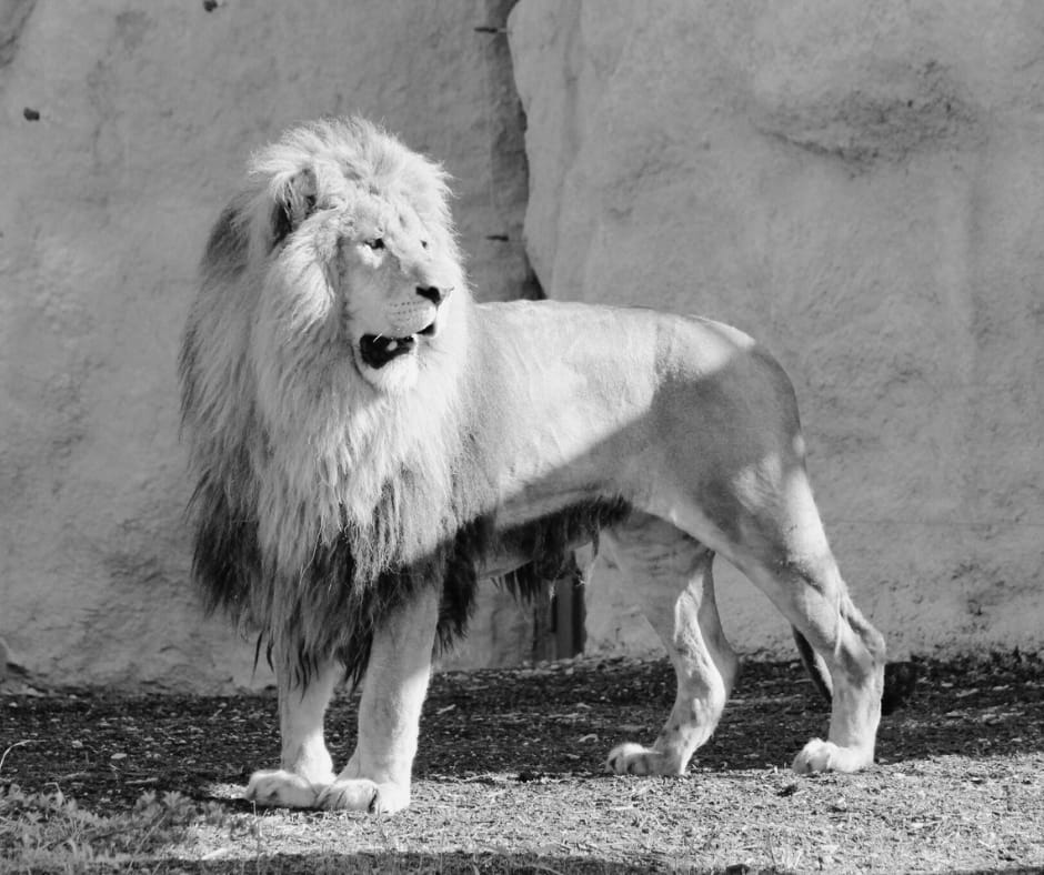TUŽNE VIJESTI IZ ZAGREBA Preminuo čuveni lav Leo, bio teško bolestan
