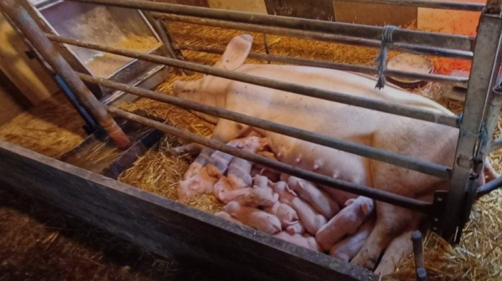 ČUDO NEVIĐENO U BiH Krmača oprasila 26 prasića
