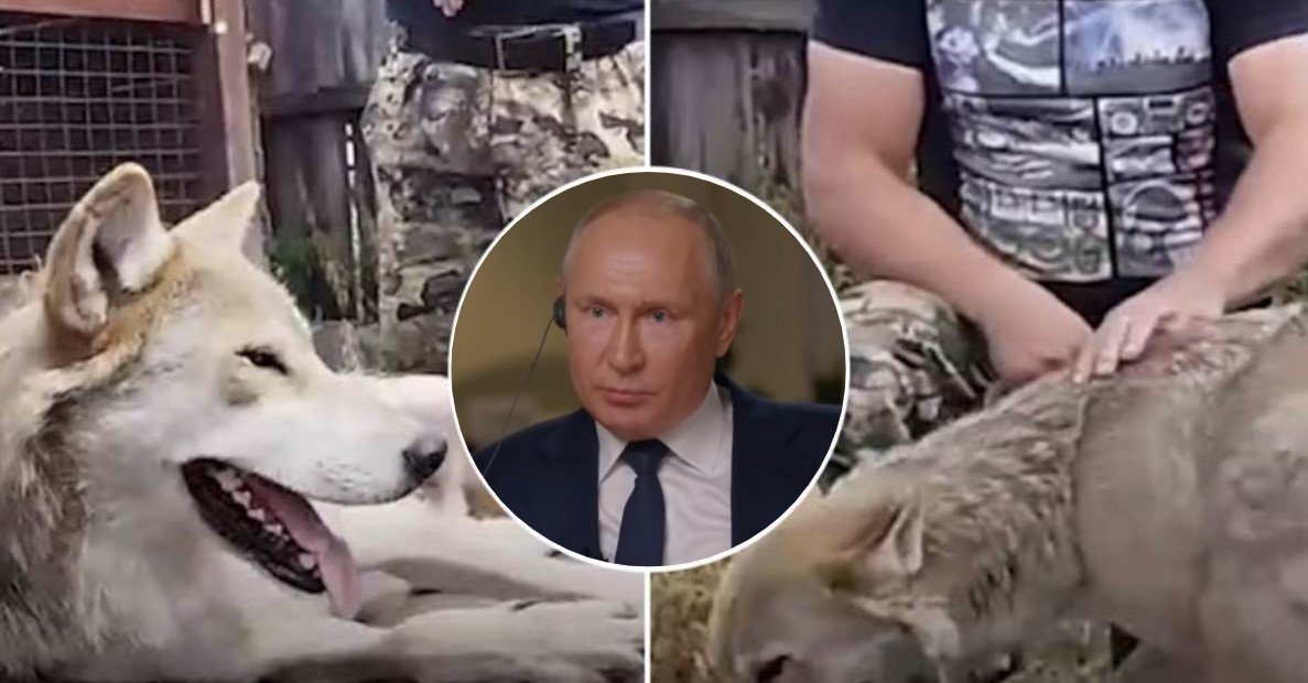 (VIDEO) DIVLJIM ZVIJERIMA NA NEPRIJATELJA Putin šalje vukove na front