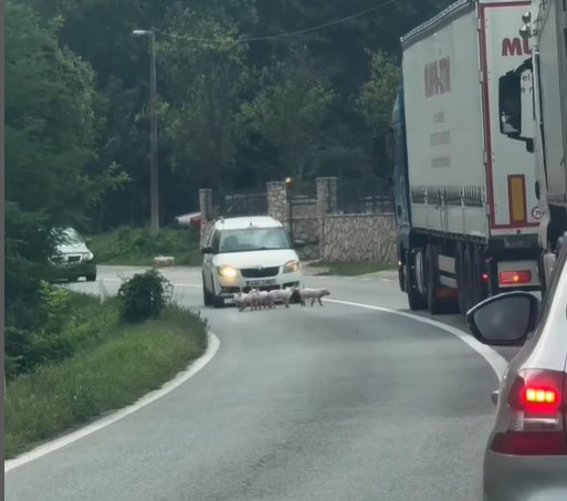 KOLONA STALA DA PROPUSTI ZANIMLJIVU EKIPU Prasići napravili pometnju u Krupi na Vrbasu