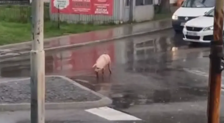 (VIDEO) NEOBIČAN PRIZOR U PRIJEDORU Prase "prošetalo" kružnim tokom