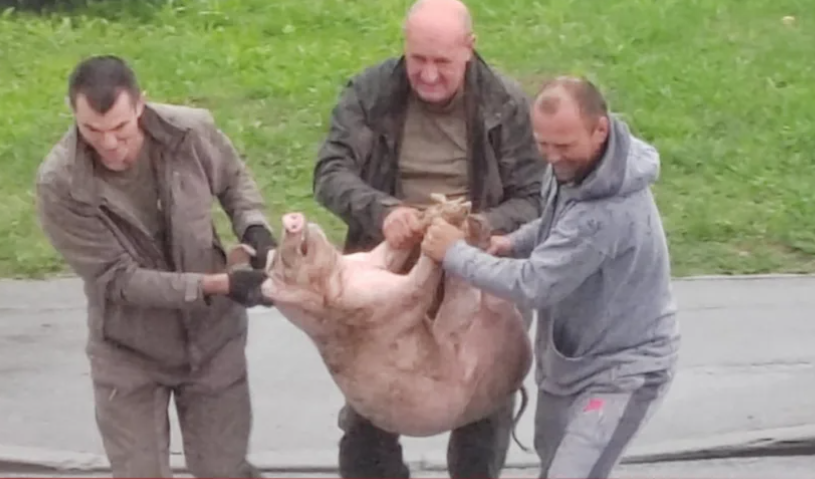 EPILOG DRAME U PRIJEDORU Uhvaćeno prase koje je zalutalo u kružnom toku, evo ko je vlasnik