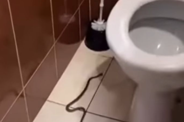 (VIDEO) "MORALA SAM DA SNIMIM" Djevojka ugledala zmiju u toaletu restorana