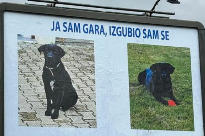 CIJELI GRAD TRAŽI GARU Vlasnik psa u Novom Sadu platio oglašavanje na bilbordu kako bi našao ljubimca