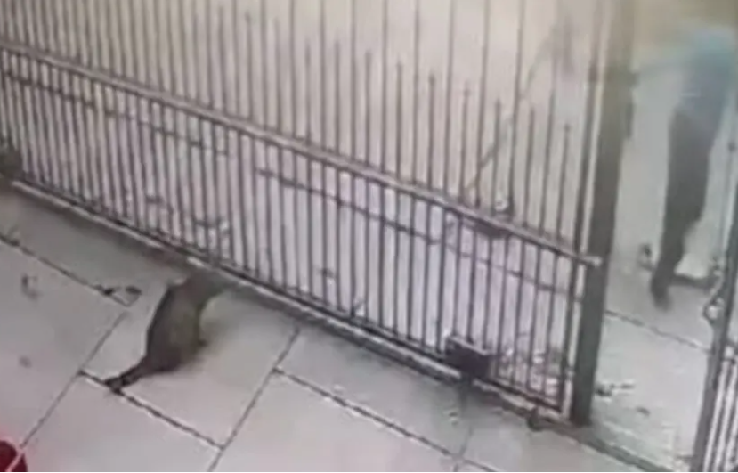 (VIDEO) NOVI JEZIVI SLUČAJ ZLOSTAVLJANJA ŽIVOTINJE Dječak iz Niša bacio mače, pa ga pregazio trotinetom