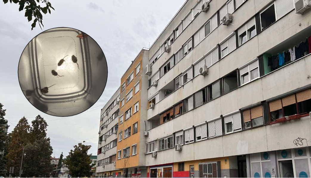 (VIDEO) BANJALUČANIN U STANU "ULOVIO" DESET MIŠEVA Danima ih hvatao: Sam napravio klopku, namamio ih slaninicom