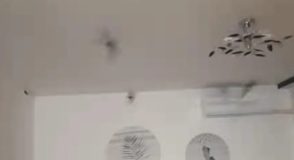 (VIDEO) NESVAKIDAŠNJA SITUACIJA U BANJALUCI Šišmiši uletjeli u stan, intervenisali vatrogasci