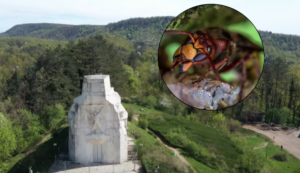 DANAS NE IDITE NA BANJ BRDO Na ovom mjestu uklanjaju se dva gnijezda stršljenova
