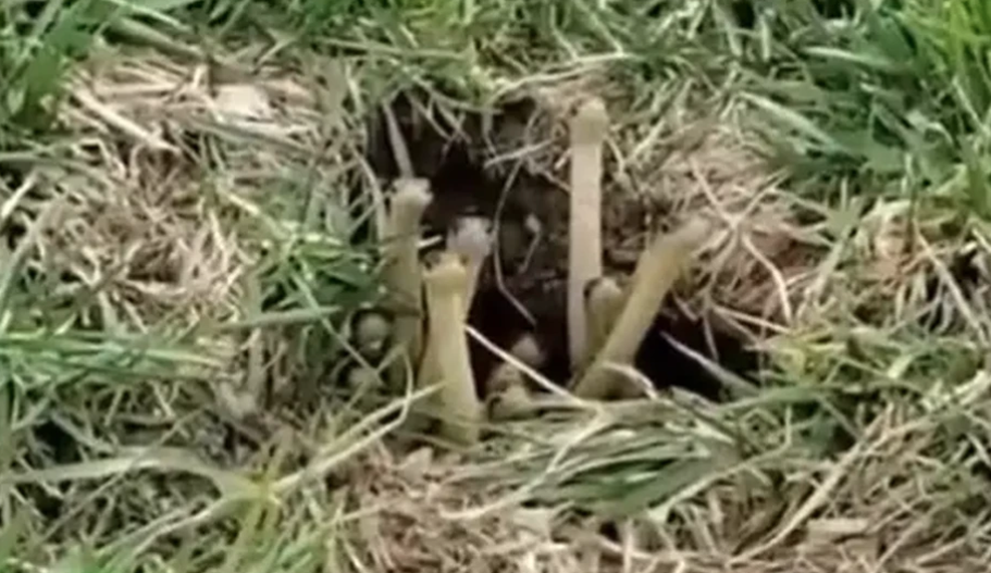 (VIDEO) HIT NA INTERNETU Mislio da snima gljive, a onda se jedna pomjerila