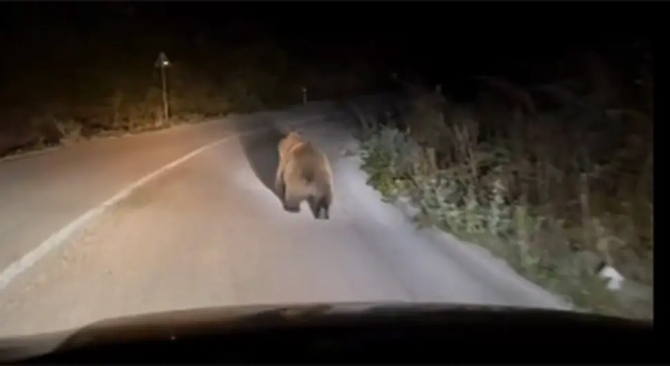 UČESTALA POJAVA Medvjed snimljen na putu Berkovići-Nevesinje