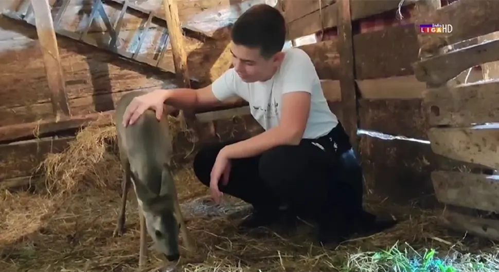 BRAO JAGODE U ŠUMI, PA NAŠAO LANE O Nikoli (14) i njegovom kućnom ljubimcu priča region